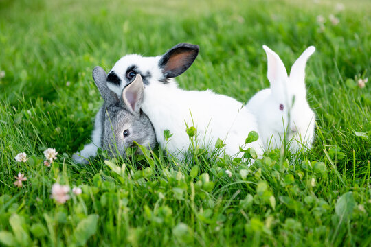 cute gray animals funny bunny on a background of green grass and clovers in the afternoon in summerr. High quality photo