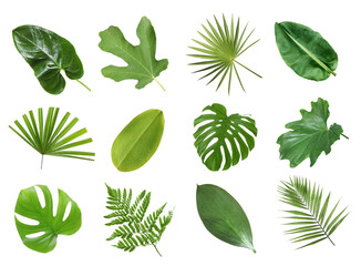 Fototapeta na wymiar Set with beautiful fern and other tropical leaves on white background