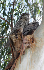 Closeup of two Tawny Frog Mouths in a gum tree in Australia