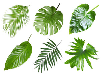 Set with beautiful fern and other tropical leaves on white background © New Africa