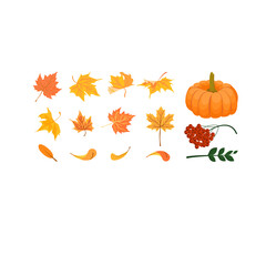 Set of autumn maple leaves. Pumpkin, rowan with leaves. Red, yellow, green. Autumn, harvest. Isolated elements on a white background. Vector illustration