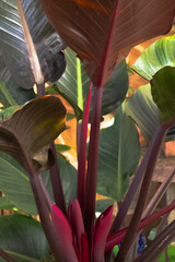 Philodendron imperial rouge - obrazy, fototapety, plakaty