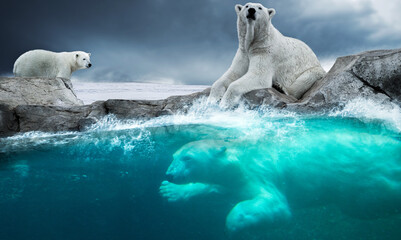 Eisbären in der Antarktis