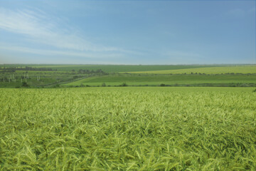 Fototapeta premium Beautiful agricultural field with ripening wheat crop