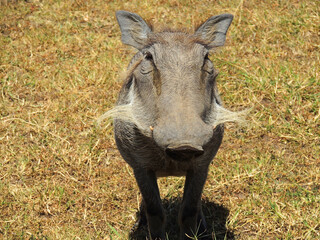  close up of a cute  warthog on safari  in ngorongoro crater, tanzania,  east  africa