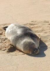 Hawaiian monk seal resting on the sand in Poipu beach, Kauai. Hawaii  © Nina