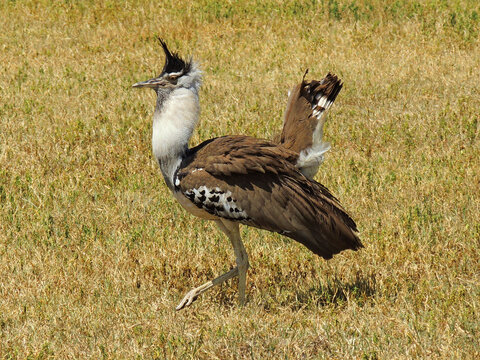 strutting kori bustard  with his beak open on safari in ngorongoro crater, tanzania, east africa