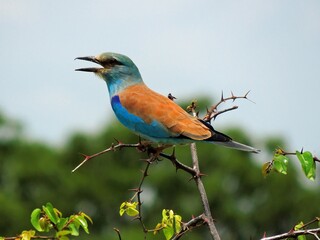 Colorful European roller  perched on a tree branch on safari  in tarangire  park, tanzania,, Africa