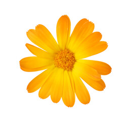 Obraz premium Fresh beautiful calendula flower isolated on white