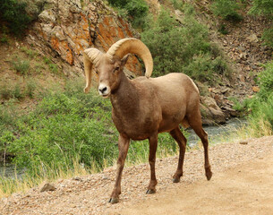   rocky mountain bighorn sheep ram standing in the trail in summer along the south platte river in...