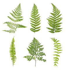 Obraz premium Set with beautiful fern leaves on white background