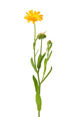 Beautiful blooming calendula plant isolated on white