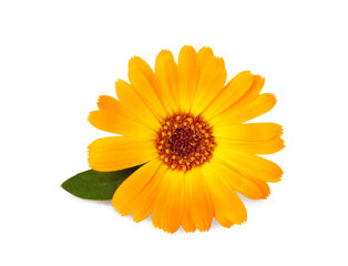 Beautiful blooming calendula flower with green leaf on white background
