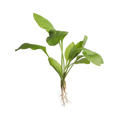 Green broadleaf plantain plant isolated on white