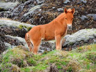 Naklejka na ściany i meble red icelandic pony standing amongst the volcanic rocks in a green hillside in northern iceland in summer