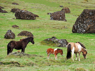    colorful icelandic  horses and a pony standing amongst the volcanic rocks in a green hillside in  northern iceland in summer