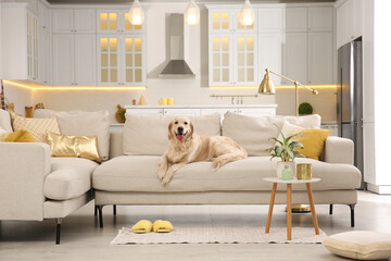 Modern living room interior. Cute Golden Labrador Retriever on couch