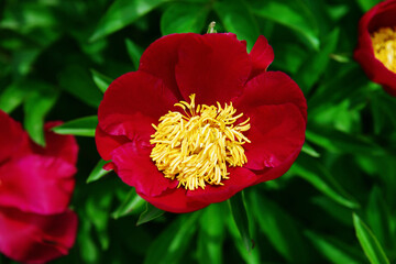 Poppy in read with yellow stamens 