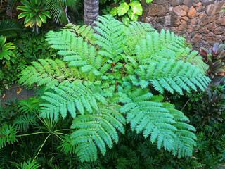   pretty  hawaiian tree  fern in Kauai , hawaii 