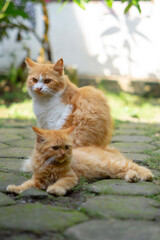 cat pose when photographed