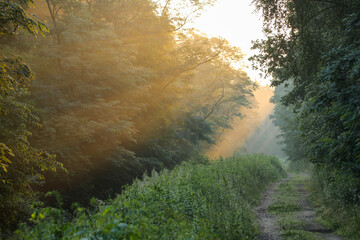 Świt w lesie © Andrzej