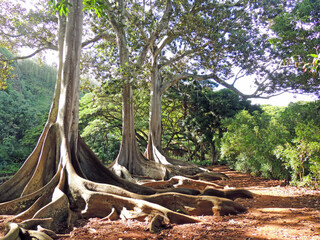  the towering roots of the moreton bay fig  banyan trees from jurassic park in the allerton gardens...