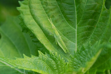 アオジソの葉の上でじっとしているオンブバッタの幼虫1