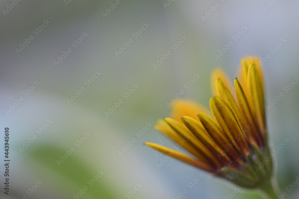 Poster close up of osteospermum flower just starting to bloom