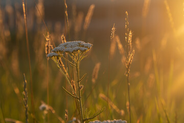 wildflowers in the sun. a meadow flooded with sleepy light