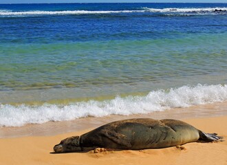  hawaiian monk seal  resting in the sand next to the surf on poipu beach, kauai, hawaii  