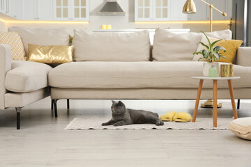 Modern living room interior. Adorable grey British Shorthair cat on floor near couch