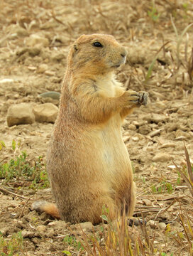  cute  black-tailed prairie dog standing and  eating in the grasslands of coyote ridge natural area near fort collins, colorado   