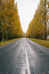 Fototapeta premium road in autumn