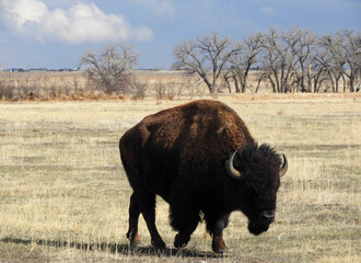 american bison  standing in a field along the wildlife drive in the rocky mountain arsenal wildlife...