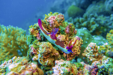 Fototapeta na wymiar ウミウシ フィリピン Sea slug
