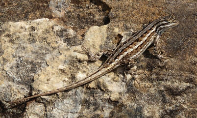 desert grassland whiptail lizard on a boulder  in valley of fire park, near carrizozo, new mexico 