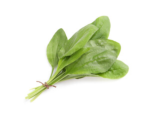 Fototapeta premium Leaves of broadleaf plantain on white background. Medicinal herb