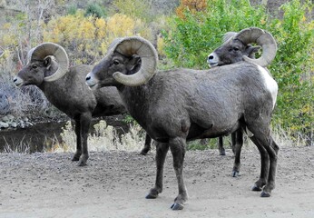 rocky mountain bighorn sheep rams next to the south platte river in fall in waterton canyon,...