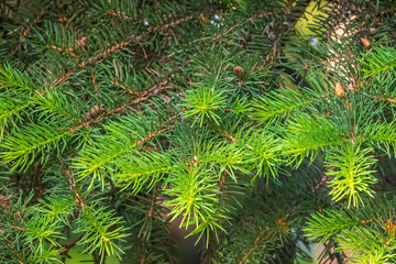 Naklejka na ściany i meble Fir branches with fresh shoots in spring.