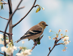American Goldfinch