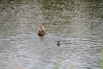 Mallard With Her Young, Pylypow Wetlands, Edmonton, Alberta