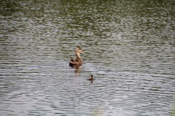 Young Duck, Pylypow Wetlands, Edmonton, Alberta