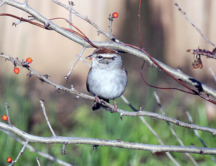 Chipping Sparrow