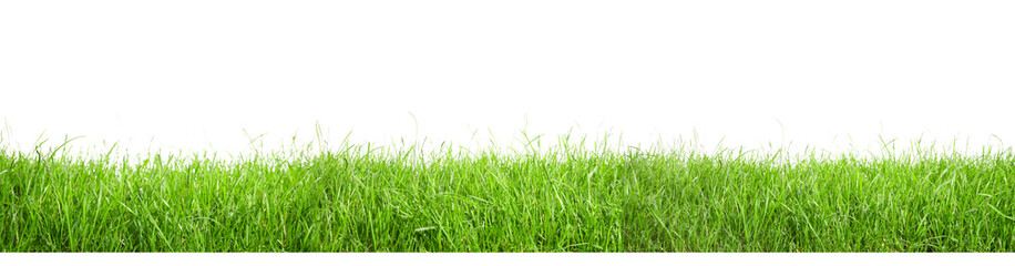 Fototapeta premium Beautiful lush green grass on white background. Banner design