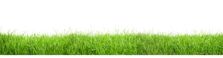 Fototapeta premium Beautiful lush green grass on white background. Banner design