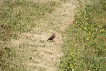 Bird On The Grass, Pylypow Wetlands, Edmonton, Alberta