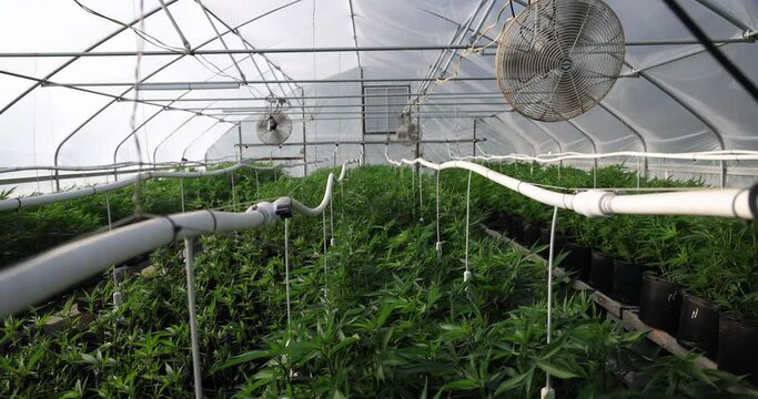 Fans circulate air inside a greenhouse filled with lush green cannabis plants. Irrigation lines feed sprinkler heads over crop of hemp or marijuana plants. Legalization and medicinal use of cannabis.