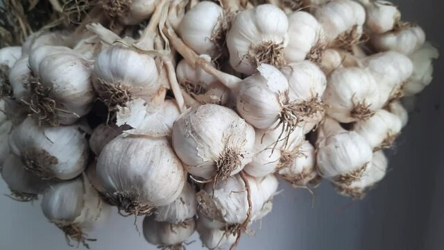 dried garlic Hanging, the bundles of dried garlic