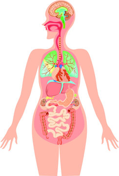 頭頂葉 Images Browse 74 Stock Photos Vectors And Video Adobe Stock