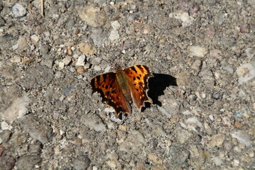 Butterfly, Gold Bar Park, Edmonton, Alberta